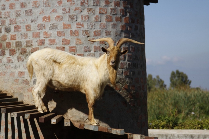 Goat tower