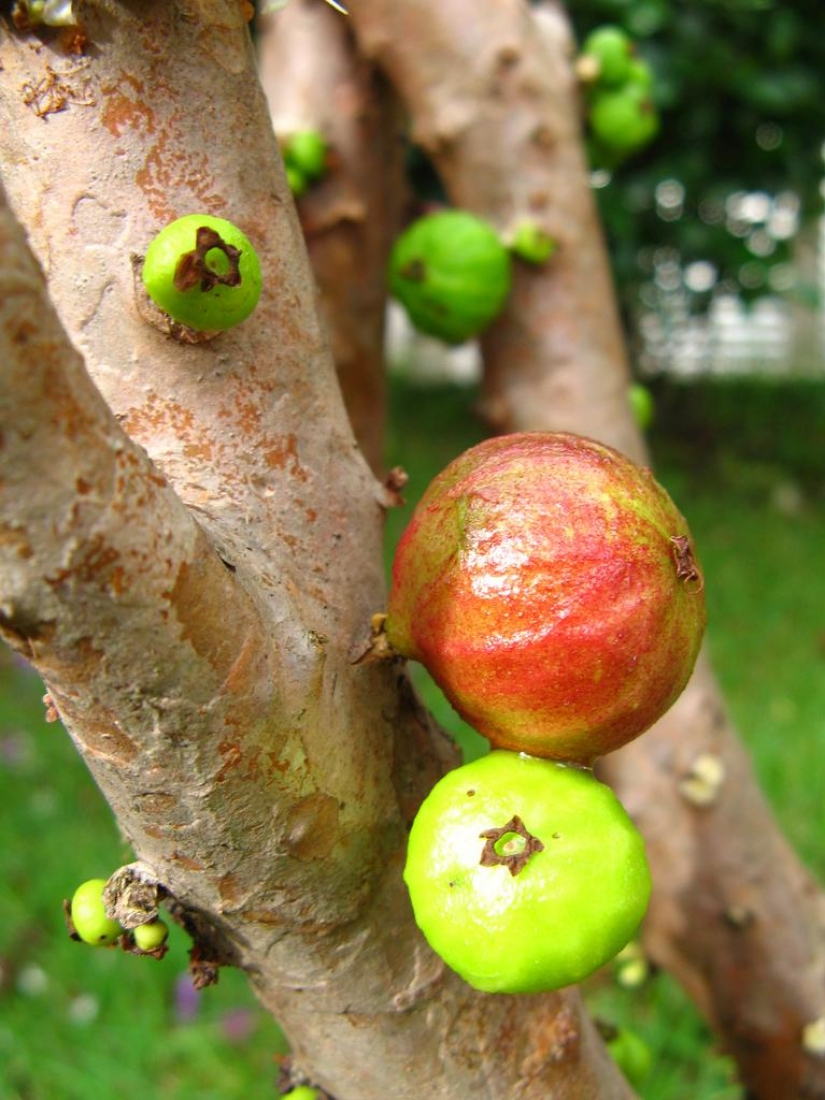 Jabuticaba — increíble árbol