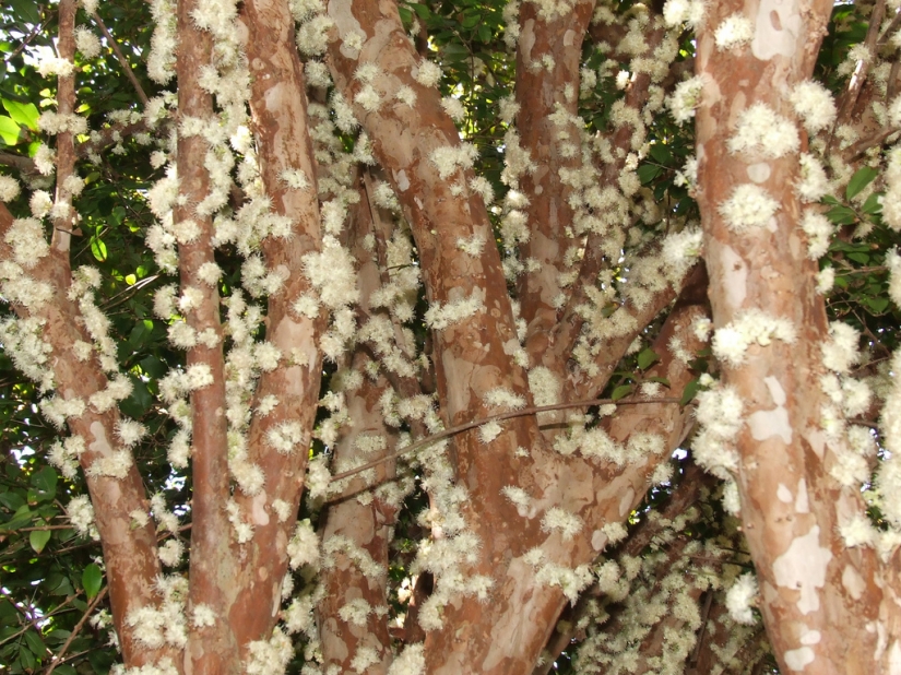 Jabuticaba — increíble árbol
