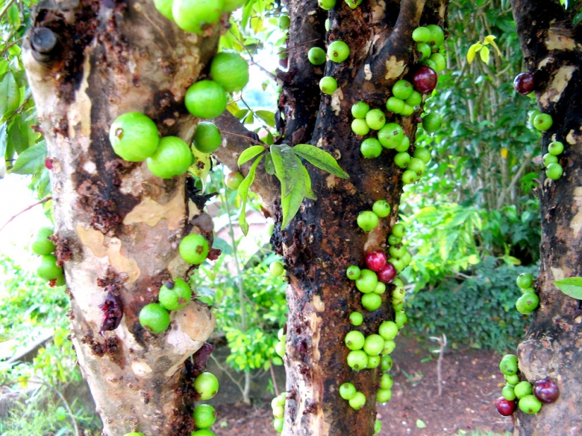 Jabuticaba — increíble árbol