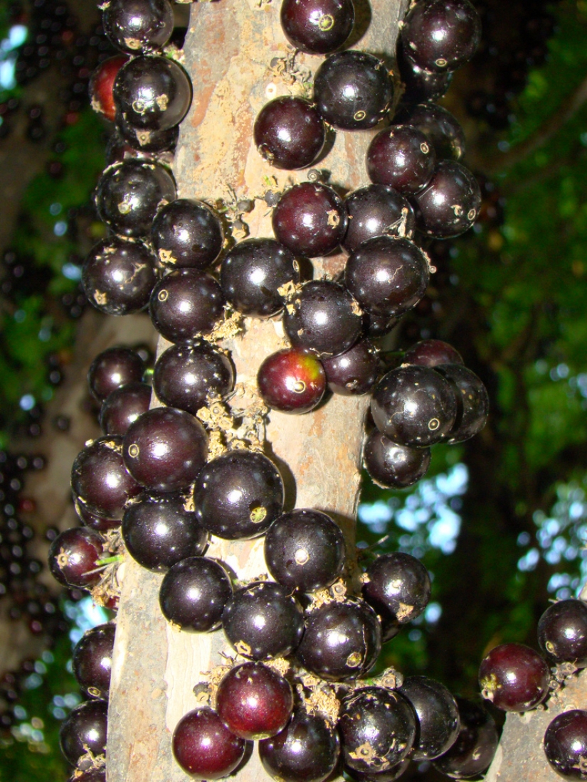Jabuticaba — increíble árbol