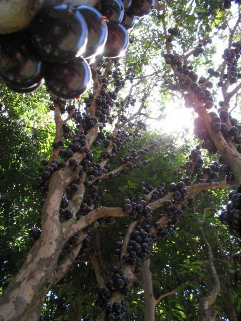 Jabuticaba — increíble árbol