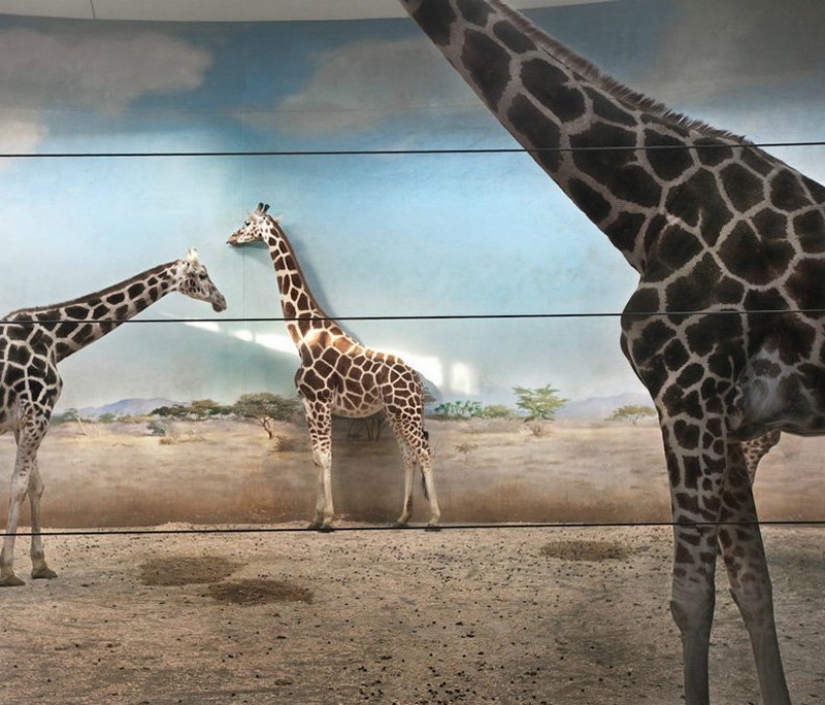 Los animales tras las rejas
