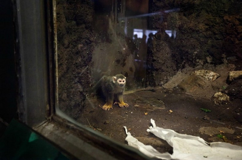 Los animales tras las rejas
