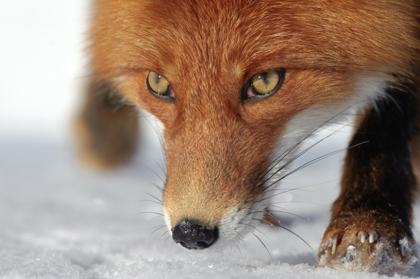 "Los Zorros De Kamchatka". Festival de fotógrafos de naturaleza de Montier-en-Der