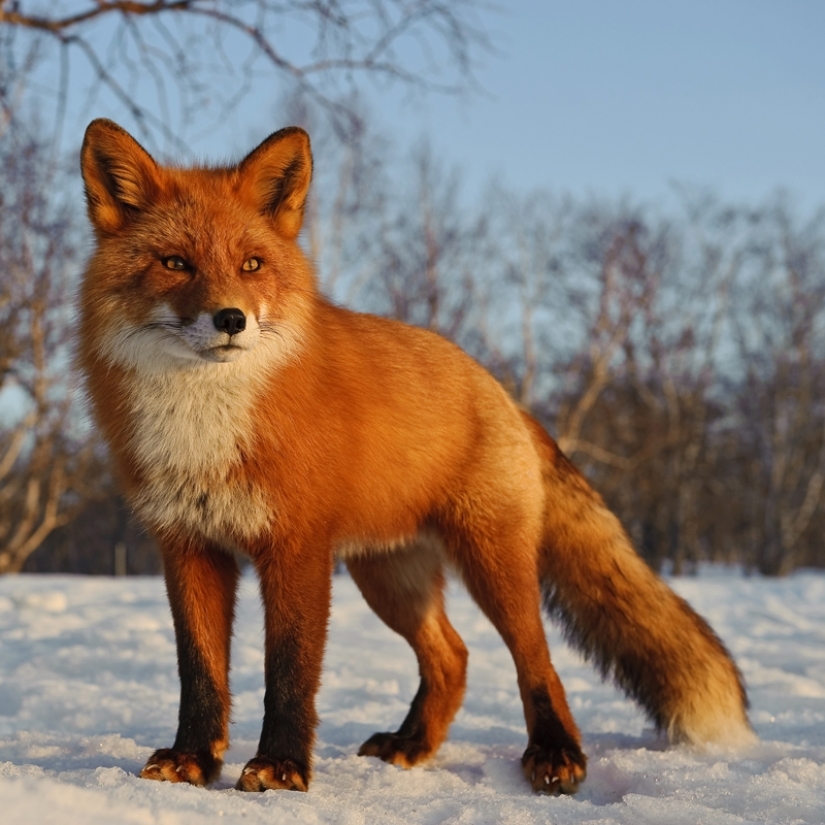 "Los Zorros De Kamchatka". Festival de fotógrafos de naturaleza de Montier-en-Der