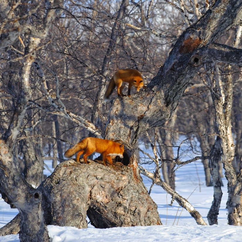 "Los Zorros De Kamchatka". Festival de fotógrafos de naturaleza de Montier-en-Der