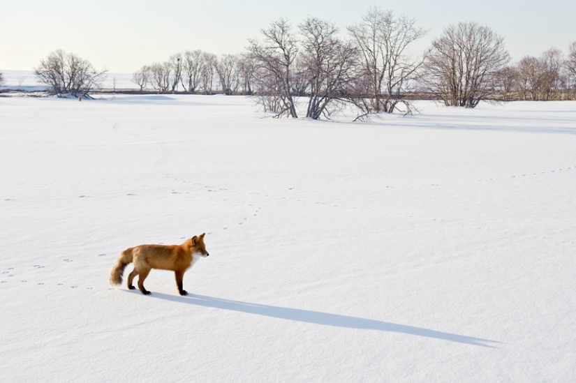 "Los Zorros De Kamchatka". Festival de fotógrafos de naturaleza de Montier-en-Der