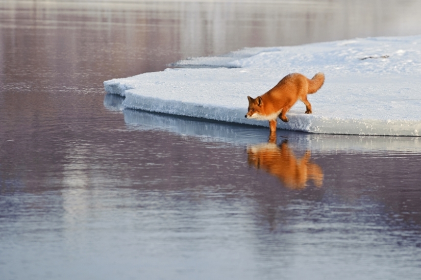 "Los Zorros De Kamchatka". Festival de fotógrafos de naturaleza de Montier-en-Der