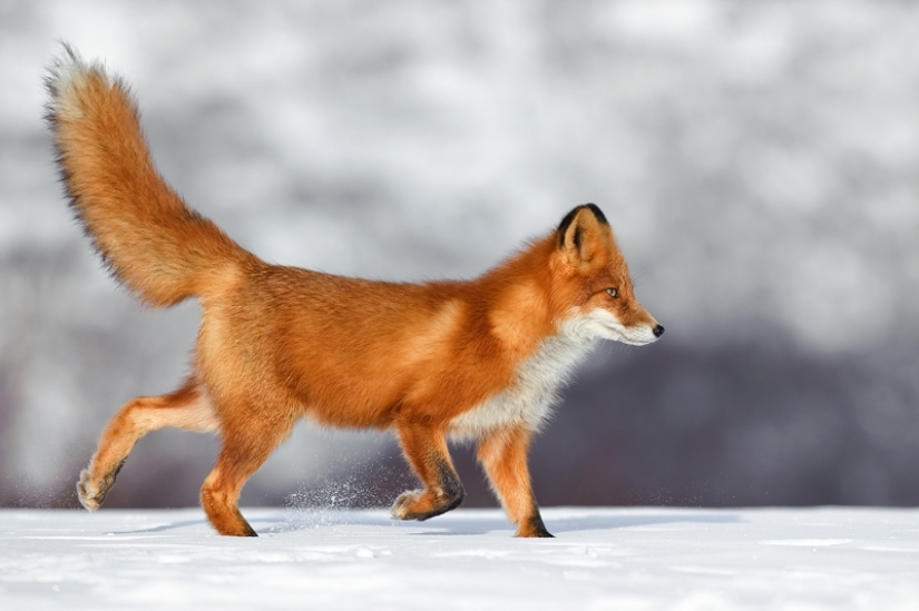 "Los Zorros De Kamchatka". Festival de fotógrafos de naturaleza de Montier-en-Der