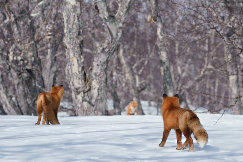 "Los Zorros De Kamchatka". Festival de fotógrafos de naturaleza de Montier-en-Der