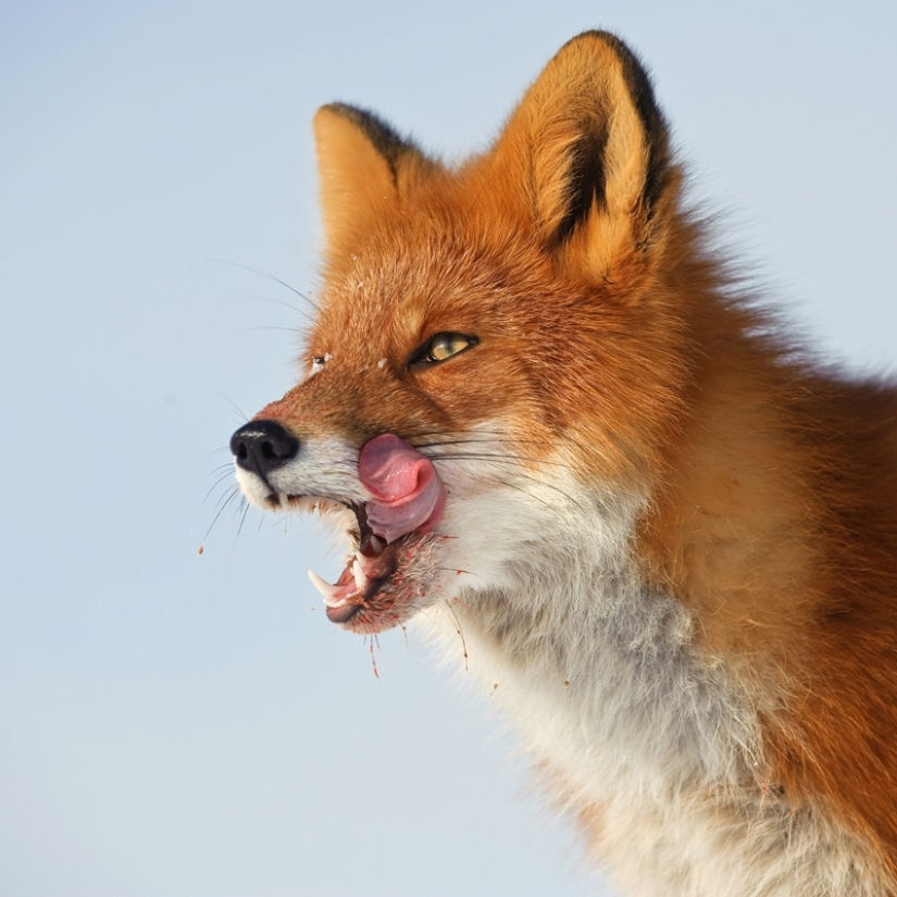 "Los Zorros De Kamchatka". Festival de fotógrafos de naturaleza de Montier-en-Der