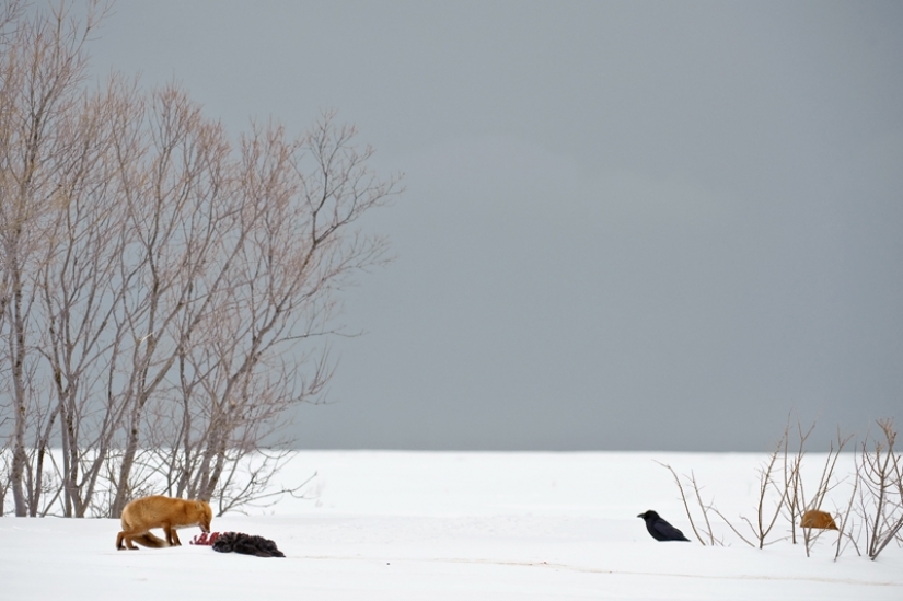 "Los Zorros De Kamchatka". Festival de fotógrafos de naturaleza de Montier-en-Der