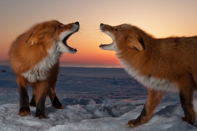 "Los Zorros De Kamchatka". Festival de fotógrafos de naturaleza de Montier-en-Der