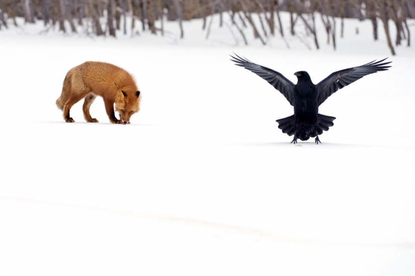 "Los Zorros De Kamchatka". Festival de fotógrafos de naturaleza de Montier-en-Der