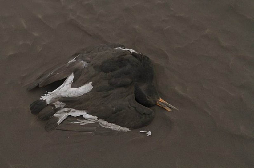The eruption of the Icelandic volcano Grimsvotn (part 1) The eruption of the Icelandic volcano Grimsvotn (part 1)