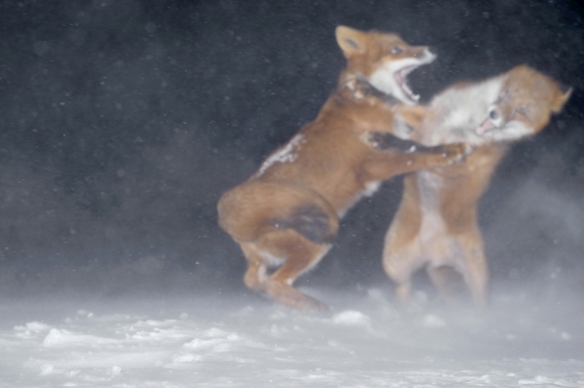 "The Foxes Of Kamchatka". Festival of wildlife photographers Montier-en-Der