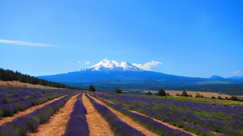 Amazing lavender fields around the world Amazing lavender fields around the world