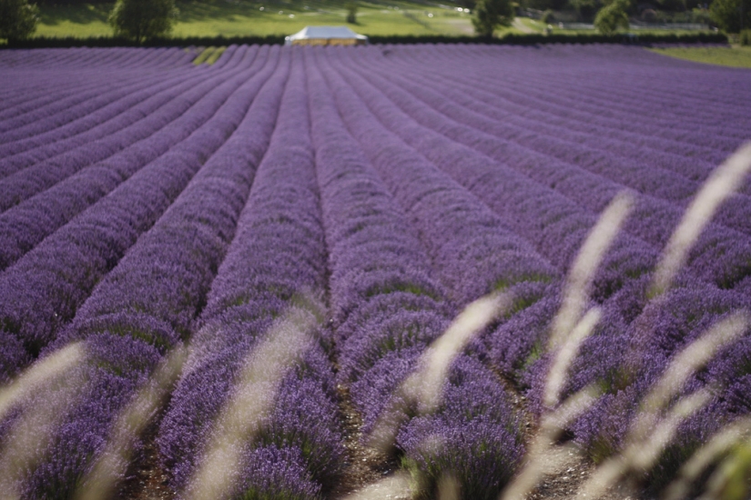 Amazing lavender fields around the world Amazing lavender fields around the world
