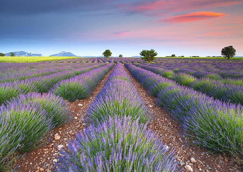Amazing lavender fields around the world Amazing lavender fields around the world