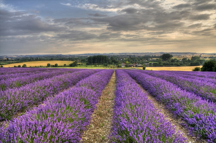 Amazing lavender fields around the world Amazing lavender fields around the world