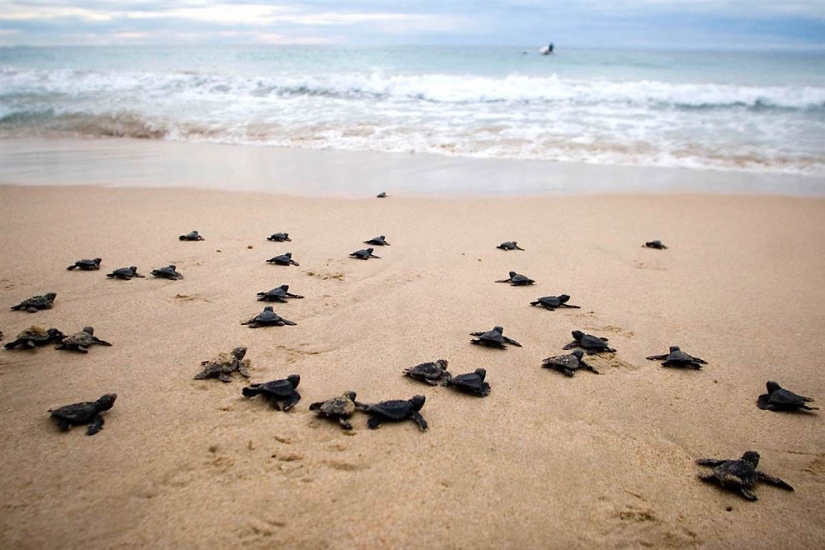 Brothers our smaller Brothers our smaller