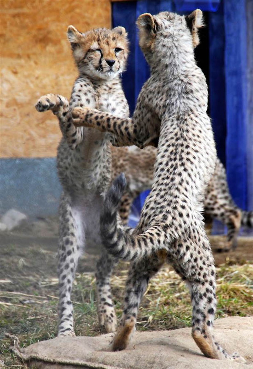 Brothers our smaller Brothers our smaller