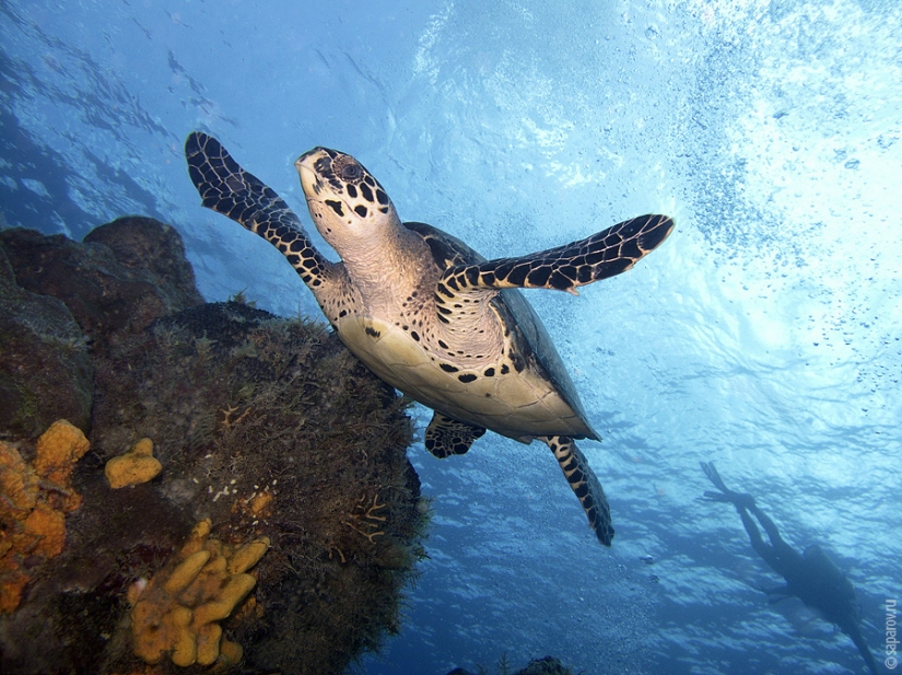 Buceo en la isla de Cozumel Buceo en la isla de Cozumel