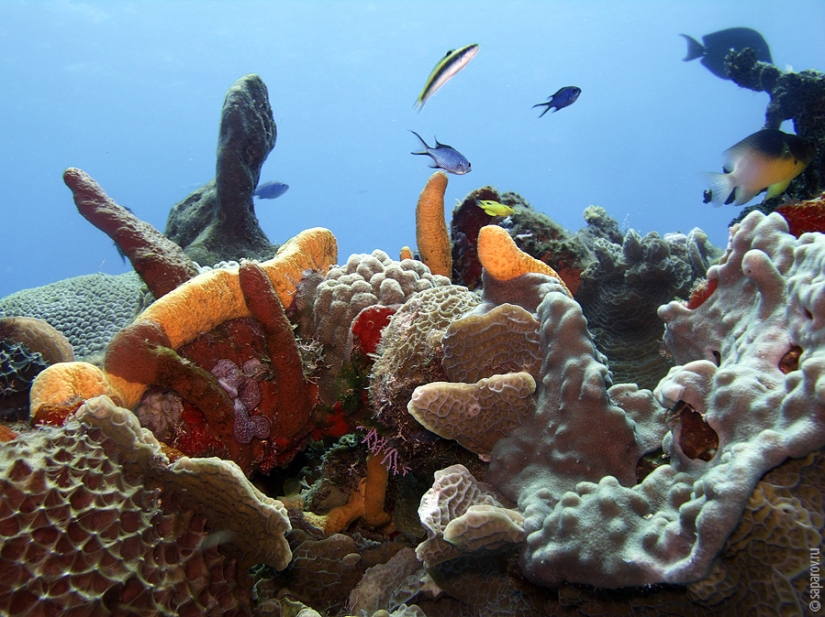 Buceo en la isla de Cozumel Buceo en la isla de Cozumel