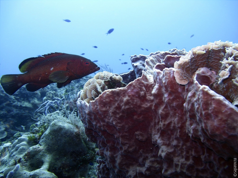 Buceo en la isla de Cozumel Buceo en la isla de Cozumel