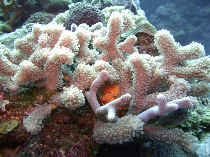 Buceo en la isla de Cozumel Buceo en la isla de Cozumel