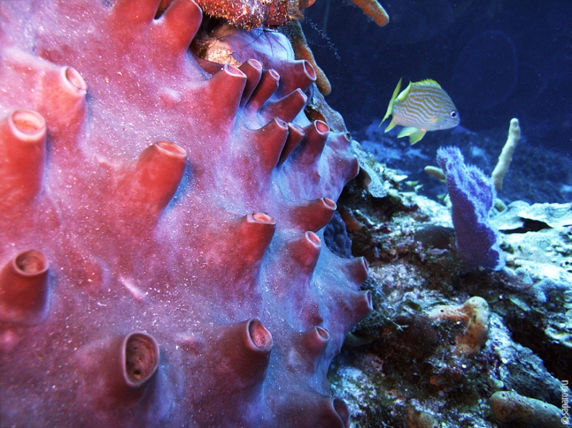 Buceo en la isla de Cozumel Buceo en la isla de Cozumel
