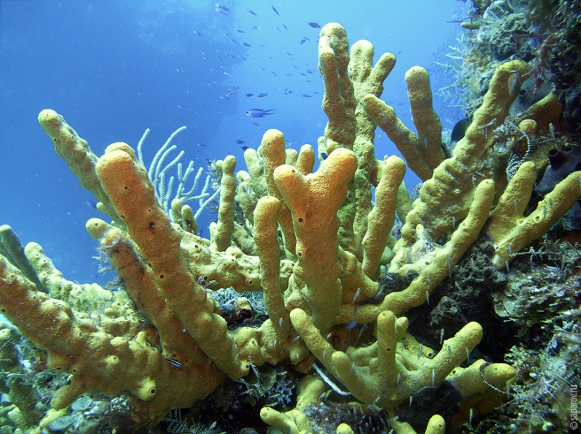 Buceo en la isla de Cozumel Buceo en la isla de Cozumel