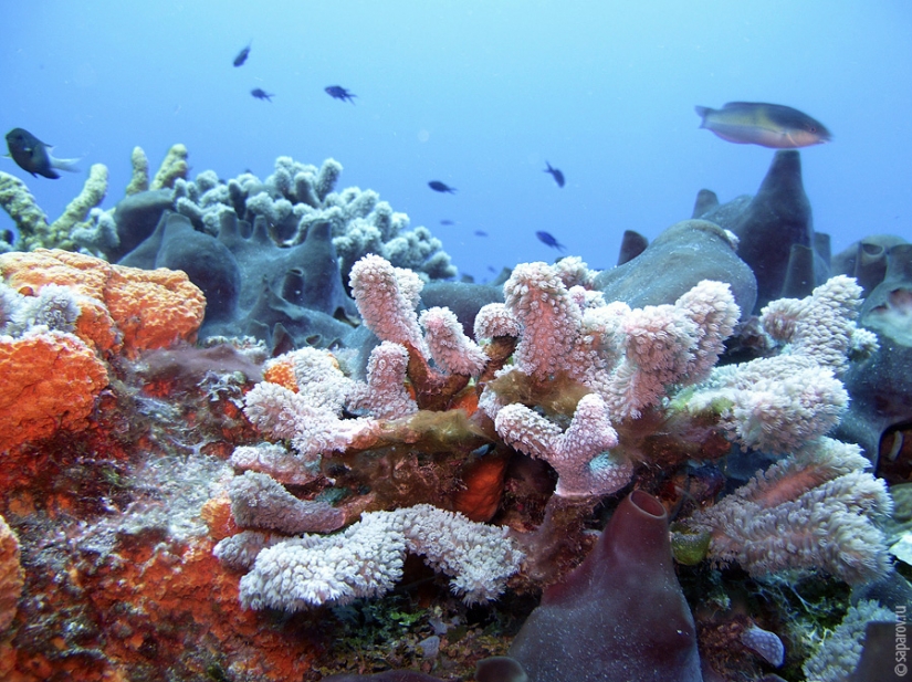 Buceo en la isla de Cozumel Buceo en la isla de Cozumel