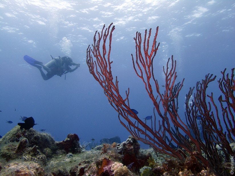 Buceo en la isla de Cozumel Buceo en la isla de Cozumel