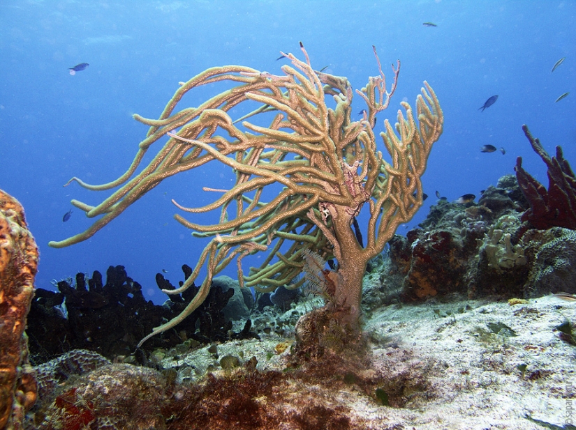 Buceo en la isla de Cozumel Buceo en la isla de Cozumel