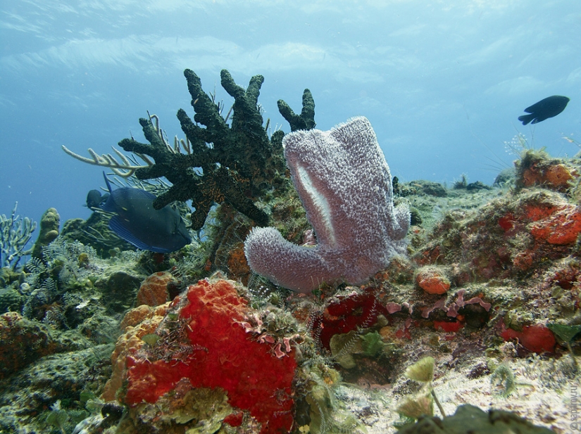 Buceo en la isla de Cozumel Buceo en la isla de Cozumel