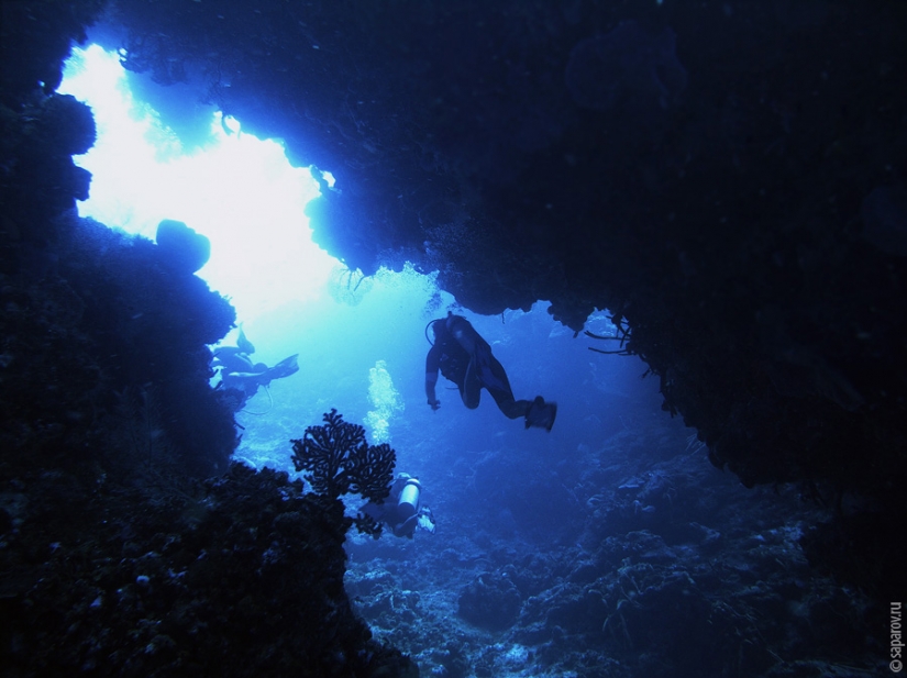 Buceo en la isla de Cozumel Buceo en la isla de Cozumel