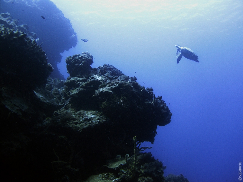 Buceo en la isla de Cozumel Buceo en la isla de Cozumel