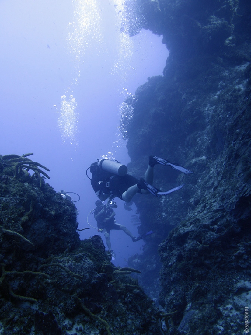 Buceo en la isla de Cozumel Buceo en la isla de Cozumel