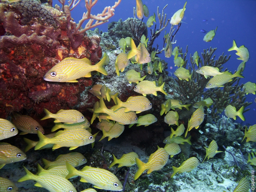 Buceo en la isla de Cozumel Buceo en la isla de Cozumel
