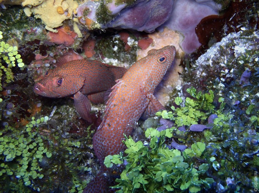 Buceo en la isla de Cozumel Buceo en la isla de Cozumel