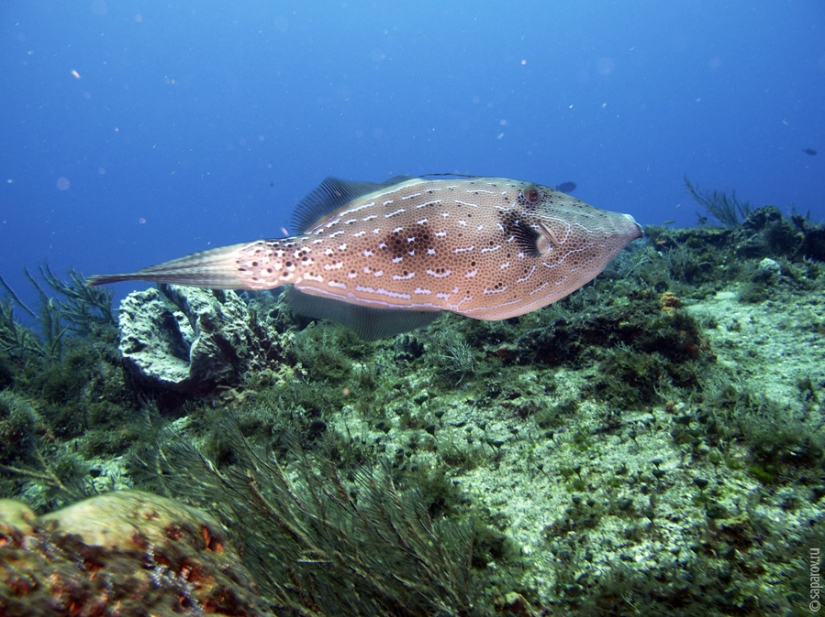 Buceo en la isla de Cozumel Buceo en la isla de Cozumel