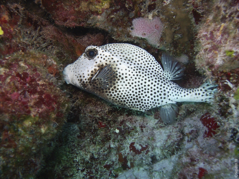 Buceo en la isla de Cozumel Buceo en la isla de Cozumel