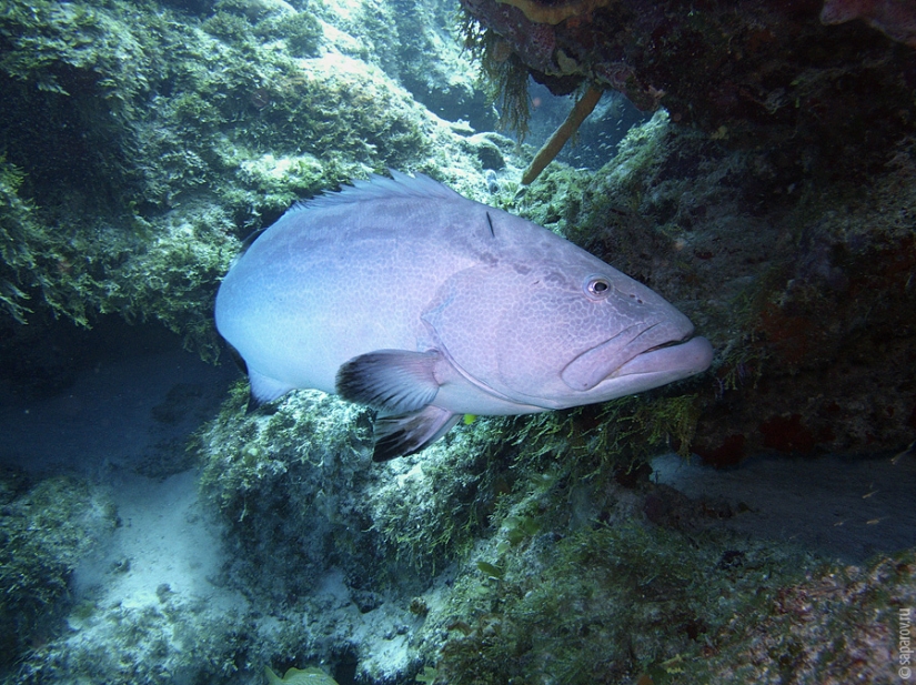 Buceo en la isla de Cozumel Buceo en la isla de Cozumel
