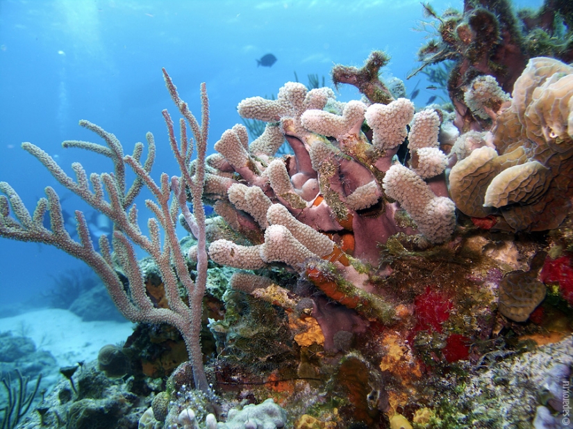 Buceo en la isla de Cozumel Buceo en la isla de Cozumel