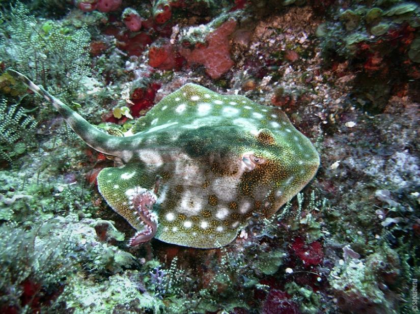 Buceo en la isla de Cozumel Buceo en la isla de Cozumel