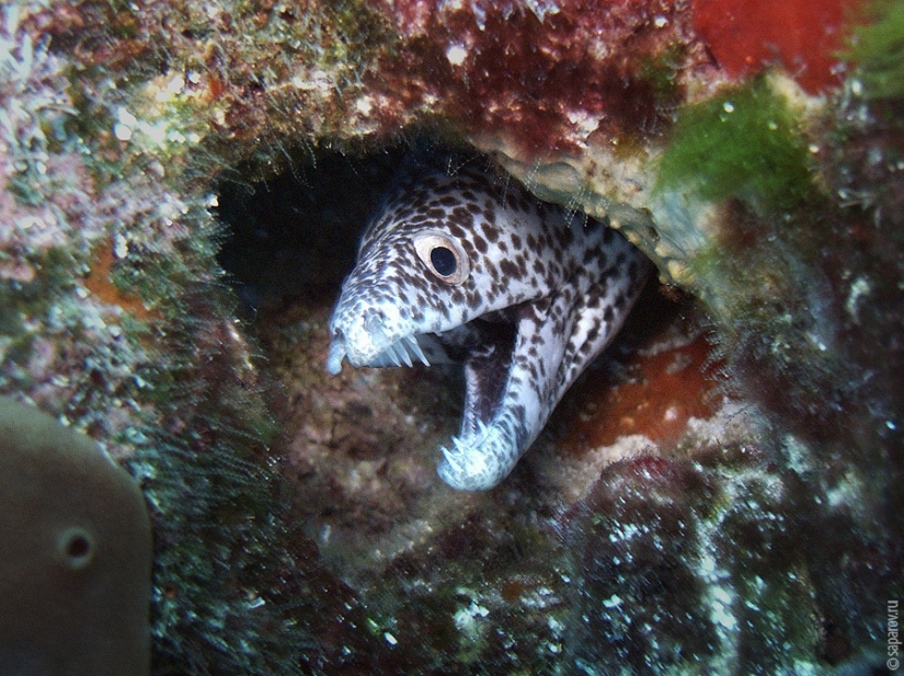 Buceo en la isla de Cozumel Buceo en la isla de Cozumel