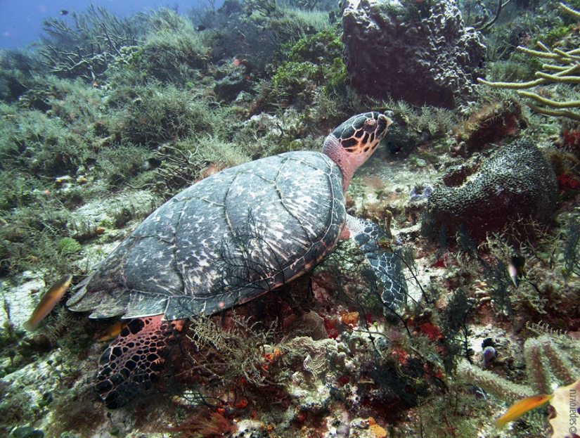 Buceo en la isla de Cozumel Buceo en la isla de Cozumel