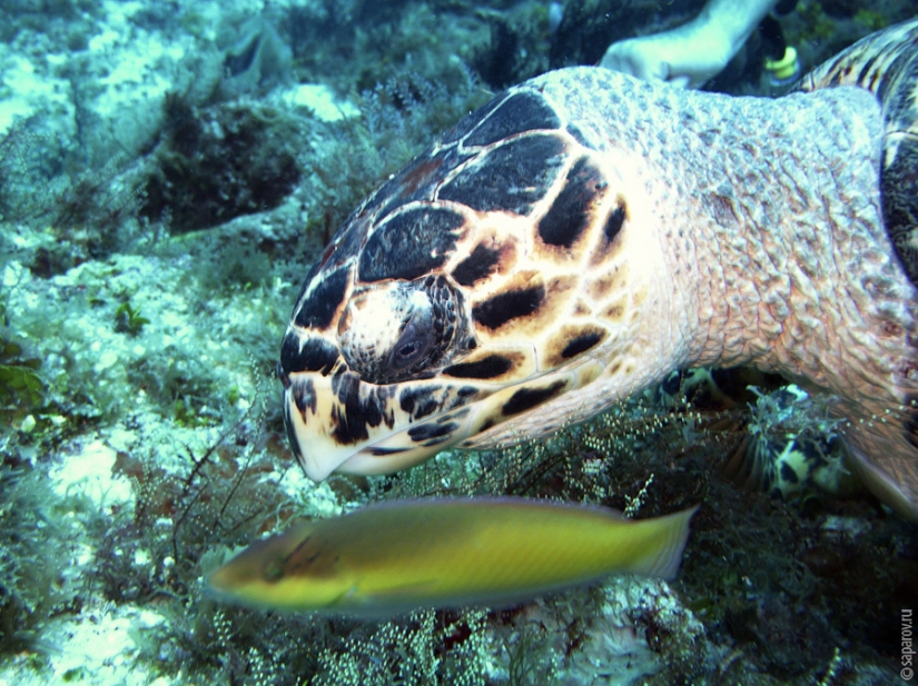 Buceo en la isla de Cozumel Buceo en la isla de Cozumel